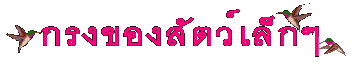 �ç�ͧ�ѵ������